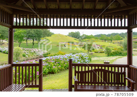 国営讃岐まんのう公園のあじさいが見頃です 国営讃岐まんのう公園のあじさいが見頃です 78705509