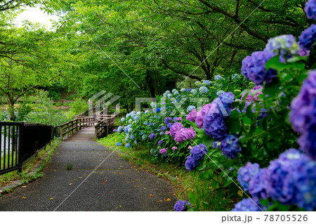 国営讃岐まんのう公園のあじさいが見頃です 78705526