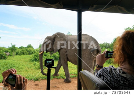 アフリカゾウ 78705643