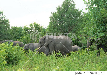 アフリカゾウ 78705648