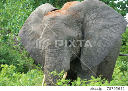 アフリカゾウ 78705652