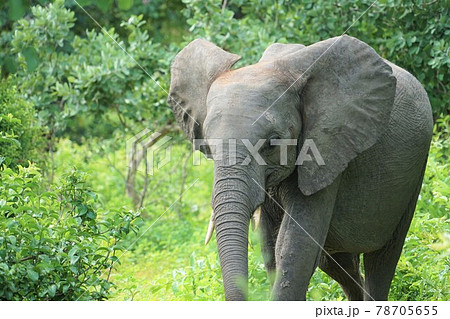 アフリカゾウ 78705655
