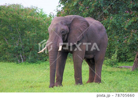 アフリカゾウ 78705660