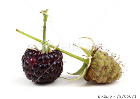 Black raspberry isolated on white Black raspberry isolated on white 78705671