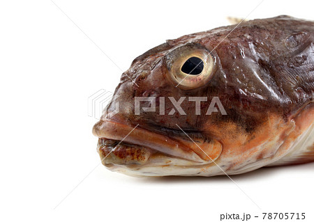 Goby fish isolated on white Goby fish isolated on white 78705715