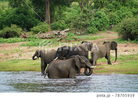 アフリカゾウの水浴び 78705939