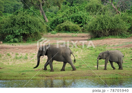 アフリカゾウの親子 78705940