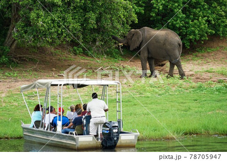 アフリカゾウ 78705947