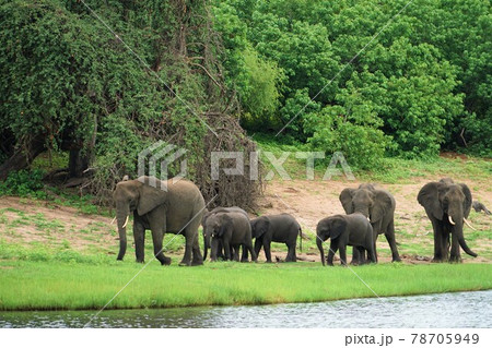 アフリカゾウの泥浴び アフリカゾウの泥浴び 78705949