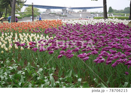 花 フラワー お花 78706215