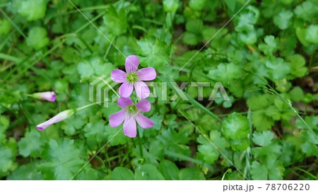 ムラサキカタバミ(キキョウカタバミ) 78706220