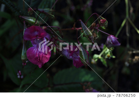 Impatiens glandulifera plant.  78706250