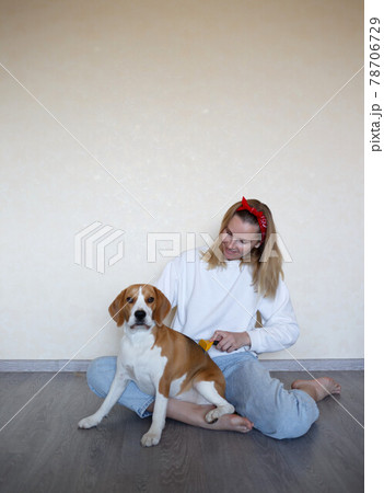 a young woman combing a beagle dog with a furminator. grooming at home 78706729