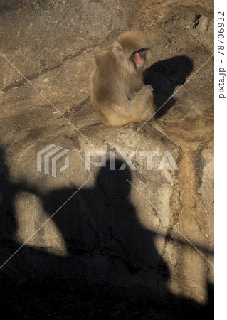 猿に人の影が迫っていく 猿に人の影が迫っていく 78706932