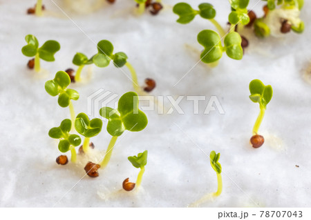 Close-up of Chinese flower cabbage or choy sum vegetable seeds that have germinated on moist water soaked kitchen towel Close-up of Chinese flower cabbage or choy sum vegetable seeds that have germinated on moist water soaked kitchen towel 78707043