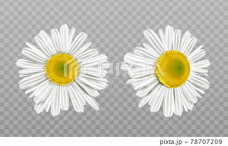 Realistic spring chamomile, daisy flowers Realistic spring chamomile, daisy flowers 78707209