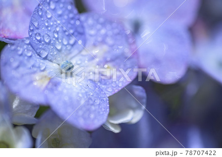 雨の中のあじさい 雨の中のあじさい 78707422