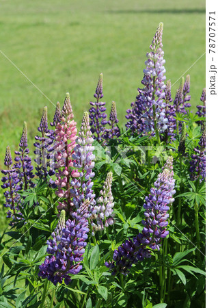 ルピナス　ハウチワマメ　ノボリフジ 78707571