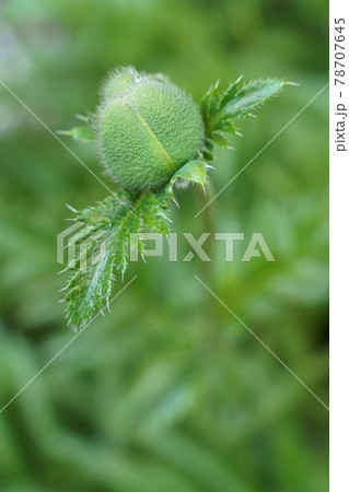 Green plant poppy flower bud Green plant poppy flower bud 78707645