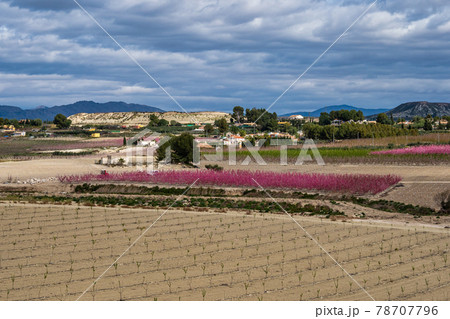 Peach blossom in Cieza, Mirador El Olmico in the Murcia region in Spain 78707796