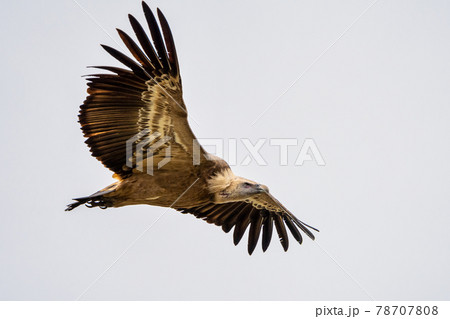 Griffon vulture, Gyps fulvus in Monfrague National Park. Extremadura, Spain 78707808
