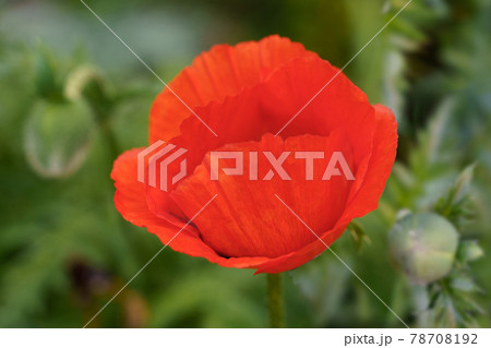 red poppy flower on blurry green background with green buds red poppy flower on blurry green background with green buds 78708192