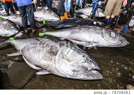 Frozen bluefin tuna piled on the ground at the fish market waiting for auction, donggang fish market auction scene in Pingtung, Taiwan. 78708361