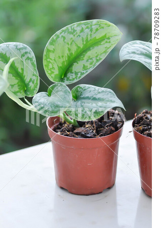Satin Pothos, Silver hilodendron or Scindapsus pictus Hassk or Argyreus 78709283