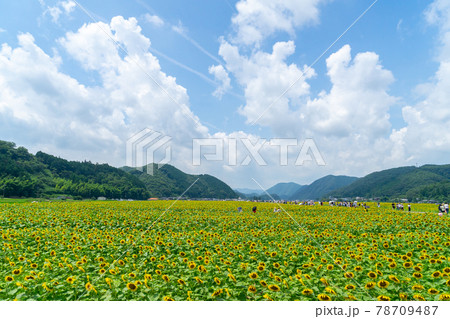 兵庫県佐用郡佐用町の夏の風物詩「佐用町南光ひまわり畑」 78709487