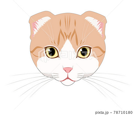 猫 スコティッシュフォールド の顔のイラスト素材