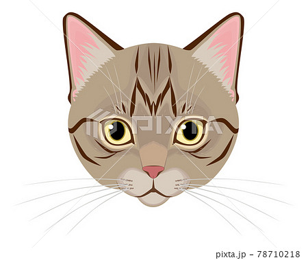 猫 キジトラ の顔のイラスト素材