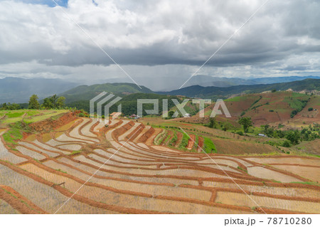 Paddy rice terraces with water reflection, green agricultural fields in countryside, mountain hills valley, Pabongpieng, Chiang Mai, Thailand. Nature landscape. Crops harvest. 78710280