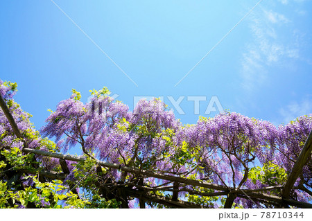 満開の藤の花　北海道遠軽町 78710344