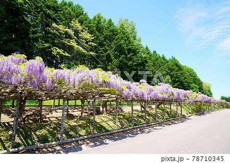 満開の藤の花　北海道遠軽町 78710345