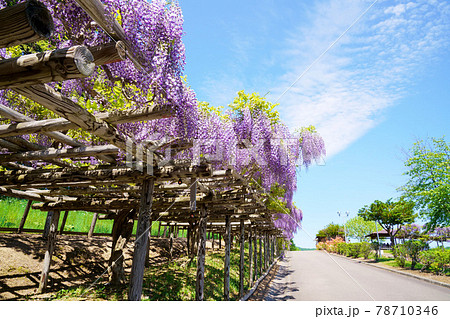 満開の藤の花　北海道遠軽町 78710346