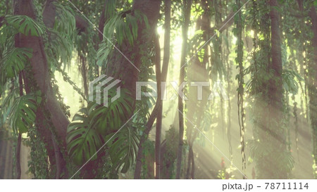 deep tropical jungle rainforest in fog deep tropical jungle rainforest in fog 78711114