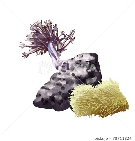 Coral reef. Different color polyps. Hand drawn watercolor illustration on white background Coral reef. Different color polyps. Hand drawn watercolor illustration on white background 78711824