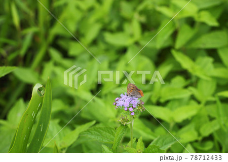 シジミチョウとアゲラタムの花 78712433