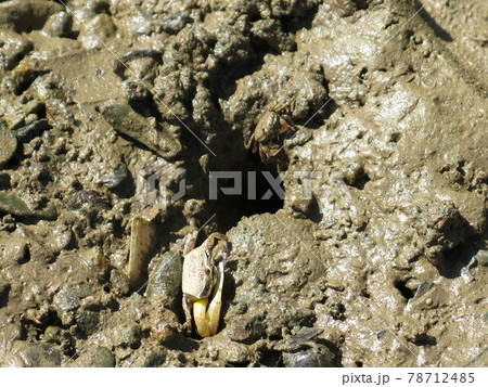 世界遺産 奄美大島に棲むシオマネキ, 奄美市, 鹿児島県, 日本 78712485