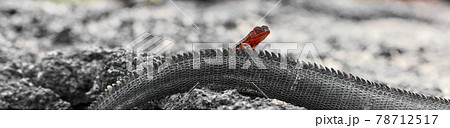Galapagos funny animals - Red Lava lizard crawling on Marine Iguana tail in the sun. Amazing wildlife animals on Galapagos Islands, Ecuador. Panoramic banner Galapagos funny animals - Red Lava lizard crawling on Marine Iguana tail in the sun. Amazing wildlife animals on Galapagos Islands, Ecuador. Panoramic banner 78712517