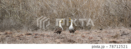 Galapagos Albatross aka Waved albatrosses mating dance courtship ritual Galapagos Albatross aka Waved albatrosses mating dance courtship ritual 78712521