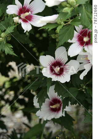 初夏に咲いた白と赤のムクゲの花 初夏に咲いた白と赤のムクゲの花 78712660