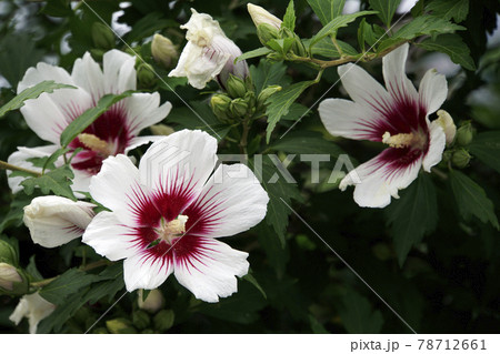 初夏に咲いた白と赤のムクゲの花 78712661