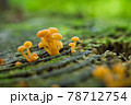 森の小さなきのこ 78712754