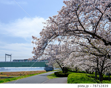 東京・満開の小松川千本桜と都営新宿線 東京・満開の小松川千本桜と都営新宿線 78712839