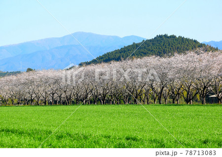まきばの桜 78713083