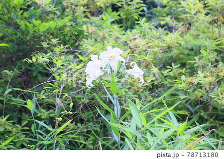 ササユリの花 78713180