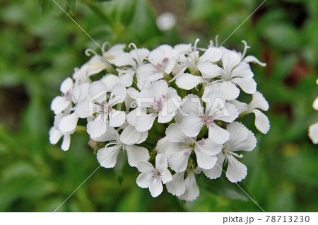 ハマナデシコの花 78713230