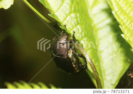 ドウガネブイブイ 78713271