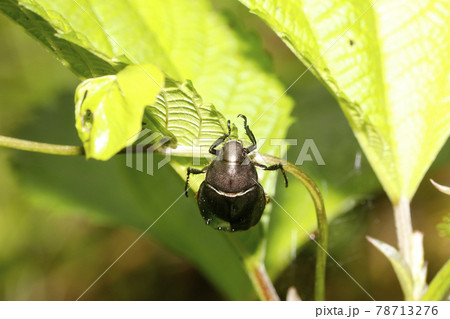 ドウガネブイブイ 78713276